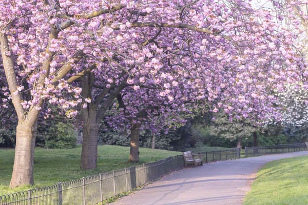 spring flowers in London