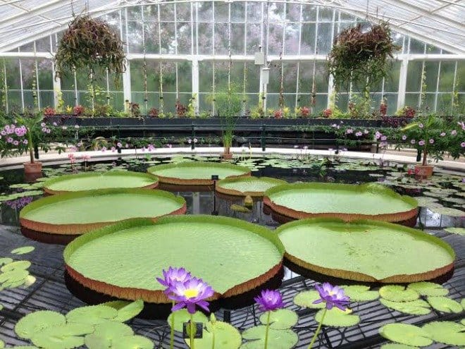 Lillies galore at the Waterlilly House in Kew.