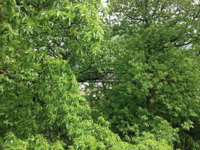 Not for those with vertigo, a tree-top walkway that sways in the wind!